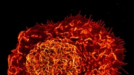 Cellule immunitarie riprogrammate accelerano la guarigione delle ferite
