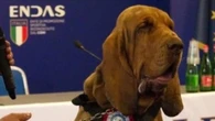 Ucciso cane eroe Bruno, aveva ritrovato 9 persone