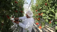 Wef, l'economia green varrà 7.000 miliardi di dollari nel 2030