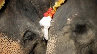 India, 30 mila in marcia silenziosa per ritorno di elefantessa