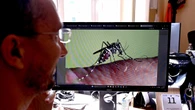 West Nile, nel Lazio decima vittima e 17 nuovi casi