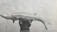 100 anni Cibotto, quando Rambaldi creò per lui gli storioni