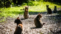 Sparizione di gatti a Cogne, procura Aosta apre un'inchiesta