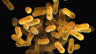 Esiste una connessione diretta tra cervello e batteri dell'intestino