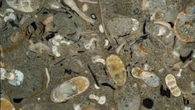 I calamari dominavano gli oceani 100 milioni di anni fa