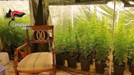 Droga, serra hi-tech organizzata in villa nel napoletano