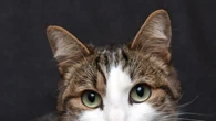 I primi gatti domestici arrivati in Europa solo 2.000 anni fa