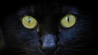 Gatto sotto a un treno a Roma Termini, salvato dai pompieri