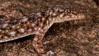 Team guidato da un italiano scopre una nuova specie di geco