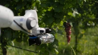 Nei vigneti arriva Frasky, il robot per l'agricoltura di precisione