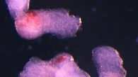 Cellule del sangue ottenute da strutture 3D simili a embrioni