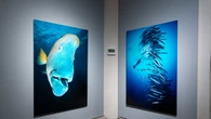 'Oceani', 80 scatti di David Doubilet in mostra a Firenze