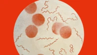 Il Dna antico racconta l'evoluzione di batteri che causano la febbre