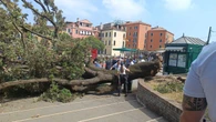 Cade albero al terminal auto di Venezia, dieci feriti
