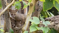 Allo zoo di Napoli nati 4 Fossa, i primi in Italia FOTOGALLERY