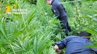 Sequestrate 11 mila piante di marijuana a Vibo Valentia