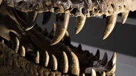 L'aria della preistoria ricostruita grazie ai denti di dinosauro