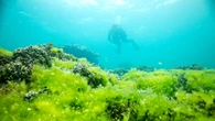 Scoperti 230 virus giganti cruciali per la vita negli oceani