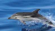 Al largo della Sardegna una culla di delfini e balene
