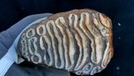 Tracce di batteri nel Dna di 483 mammut