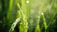 Un vaccino naturale per le piante può ridurre l'uso dei pesticidi