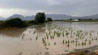 Bomba d'acqua nel Fucino, grandine devasta campi