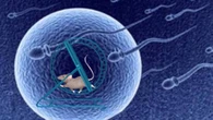 Nello spazio gli spermatozoi perdono l’orientamento