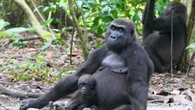 Uomini meno longevi delle donne, la causa nell'evoluzione