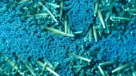 Trovate microplastiche anche nei fluidi riproduttivi umani