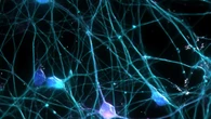 Parkinson, nanocorpi ripristinano un enzima chiave per i neuroni