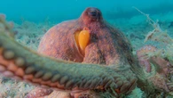 I tentacoli del polpo senza segreti, per aiutare robotica e neuroscienze