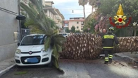Palma di 10 metri crolla su auto sulla costa marchigiana