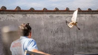Falchetto in trappola sul tetto del Comune, vigili lo liberano