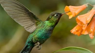 I Signori del cielo, la docu-serie su Sky Nature