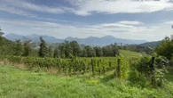 +++ DOPPIONE +++ Viticoltura eroica, vigneti a 800 metri di quota sull'Appennino umbro