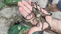 Ischia, sequestrate 1000 nasse da pesca abusive in area protetta