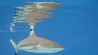 L'acidificazione degli oceani minaccia i denti degli squali
