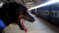 I cani viaggiano gratis su Frecce e Intercity fino al 15/9