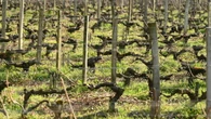 Caldo, muore mentre lavora nella vigna nel Piacentino
