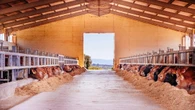 Dermatite bovina: ministero Salute e Agricoltura al lavoro con le Regioni 