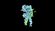 I ricercatori hanno ricostruito la struttura 3D in maniera estremamente dettagliata (fonte: J. Zhang et al, Cell, 2025)