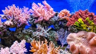 Almeno 3.500 specie animali minacciate dal cambiamento climatico
