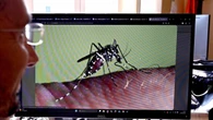 West Nile, un'anziana prima vittima veneta nel Rodigino