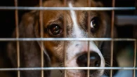 Rinviata decisione Tar su beagle destinati a sperimentazione