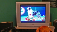 Eccitabili o paurosi, i cani guardano la tv in base al carattere