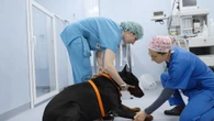 Pet Anatomy, il docu-reality su veterinari, animali e famiglie