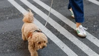 Poste, la linea assicurativa dedicata agli animali domestici