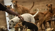 Corte Suprema a governo Delhi, 'via i cani randagi dalle strade'