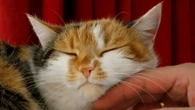 Nel Dna il motivo per cui alcuni gatti fanno più fusa di altri
