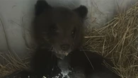 Trovato cucciolo di orso abbandonato nel Parco d'Abruzzo